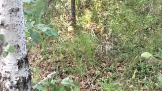 Видео о природе: Бурундук и яблоко