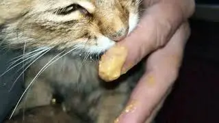 Кошкам нельзя сладкое? Если нельзя, то почему кошка ест арахисовую пасту?)))