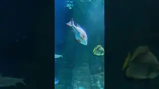красота подводного мира