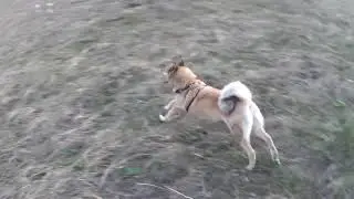 Встреча с медведем!!! Часть -1.