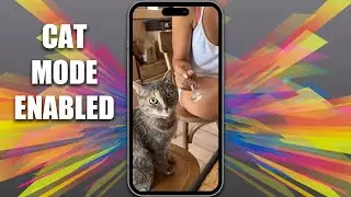 Cat so funny you need a cat in your life immediately
