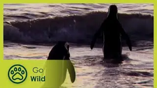 Urban Terror – Urban Animals - Animal Antics - Go Wild