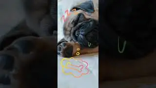 4k  🐶#4k#video