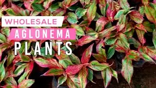 WHOLESALE INDORE OUTDOR PLANTS | VISIT NURSERY