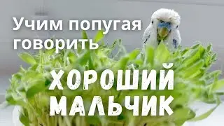 Учим попугая говорить 