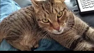 Hardcore Cat Sucking!