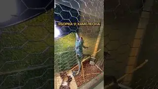 УБОРКА У ХАМЕЛЕОНА 🫡🦎 #йеменскийхамелеон хамелеон