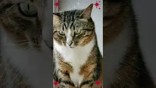 СМЕШНЫЕ КОШКИ / ПРИКОЛЫ С КОШКАМИ