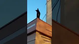 Собака залезла на крышу 
