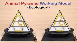 ecosystem animal pyramid working model science project - diy - simple and easy | howtofunda