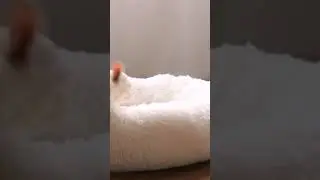 Dog Bed Cat Bed Cushion Bed Faux Fur Donut Cuddler for Dog Cat Joint-Relief and Improved Sleep