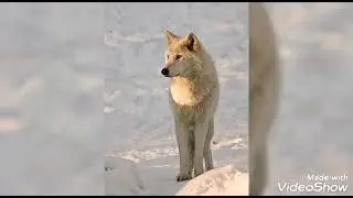 Рубрика