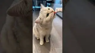 От наказания Тиффани не убежать