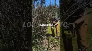 Chainsaws are Awesome