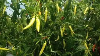Cabe Bledek -BPA