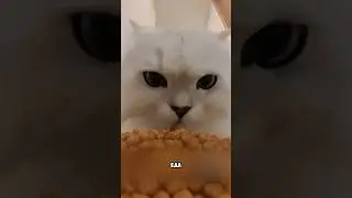 The Cat Eats Very Funny, All Because... 