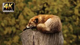 Ultimate Animals Collection Vol 2 in 4K 60FPS (ULTRA HD)