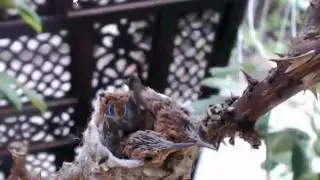 Фиби и птенцы(18.03.13)
