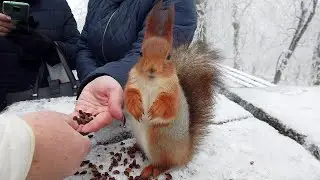 Белка проголодалась