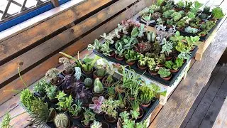 Succulent supply. Ukraine. May 2023