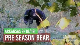Pre Season Bear (Big Bear Encounter)