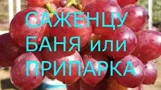 Баня для саженца винограда