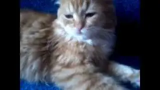 Мой Тоша 5