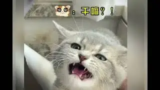 These Cats are Hilarious 😅 | Funny Cats Videos
