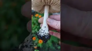 🍄‍🟫🍁👋Что за осеннее чудо-юдо выросло на моей грядке..Не подскажете?😚🙏