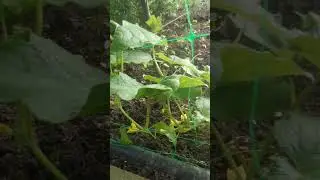 Дожди для Огурчиков