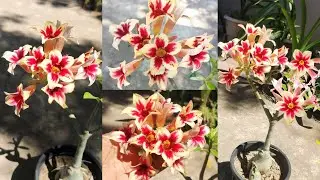 Star cluster adenium💛❤️💛❤️💛