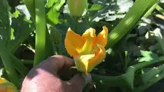 Bu mevsimde açık tarlada kabak yetiştiriciliği