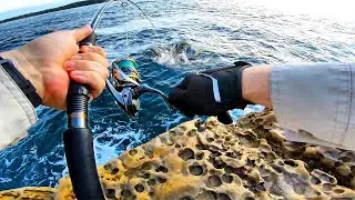 Two Kingfish VS One Lure on Light Tackle! | Rock Fishing Australia