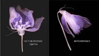 Цветок фиолетовые листья