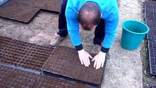Архив. посадка семян в кассеты .