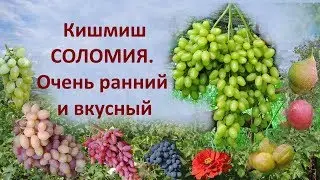 Grapes Solomiya. New grapes, delicious raisins