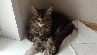 Старое видео чёрного котёнка