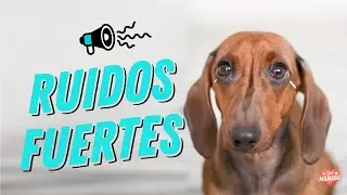 SUPERANDO EL MIEDO A LOS RUIDOS FUERTES