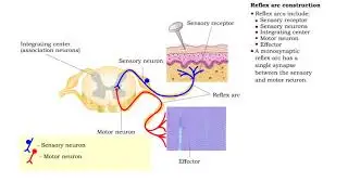 Rena arc construction