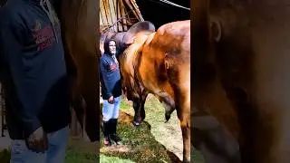 Pakistan ki jan ❤️ Pakistan ki shan ❤️ Biggest Bull 🐂 #shorts