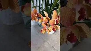 Пелор W 123  SON YA ORCHIDS. февраль 2023