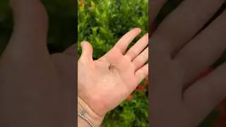 ТАЙСКИЙ КОМАР 🦟 ГИГАНТ