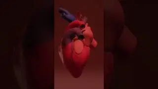 Sirds / Heart #biology #anatomy #heart