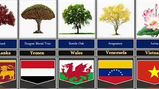 National Trees From Different Countries