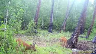 Самка и самец косули в начале гона