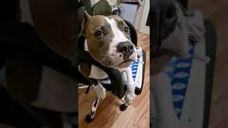 Амстафф Локи 3 года | Огуречник | Стаффорд | Amstaff Loki