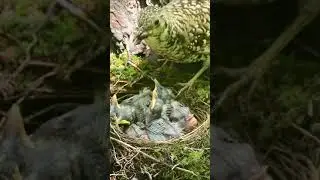 Amazing mother Bird on the world 🌍