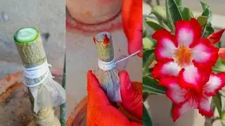How To Graft Desert Rose | Adenium Plant Grafting