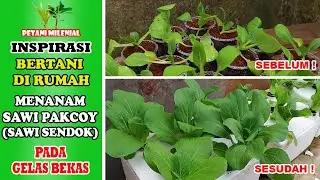 MENANAM SAWI PAKCOY / SAWI SENDOK PADA GELAS BEKAS - INSPIRASI BERTANI DIRUMAH - PETANI MILENIAL