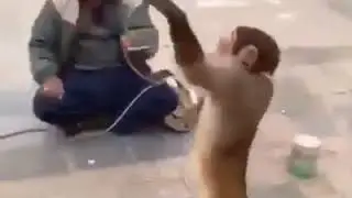 Обезьяна гимнаст